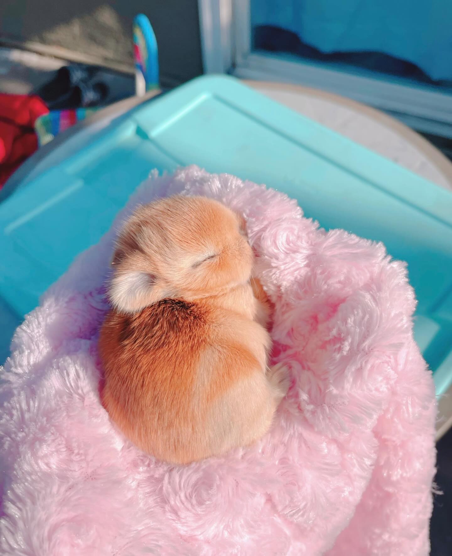 Bunny